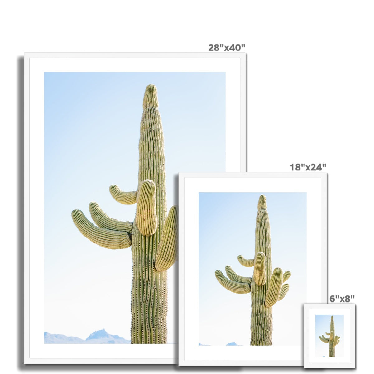 SAGUARO Framed & Mounted Print