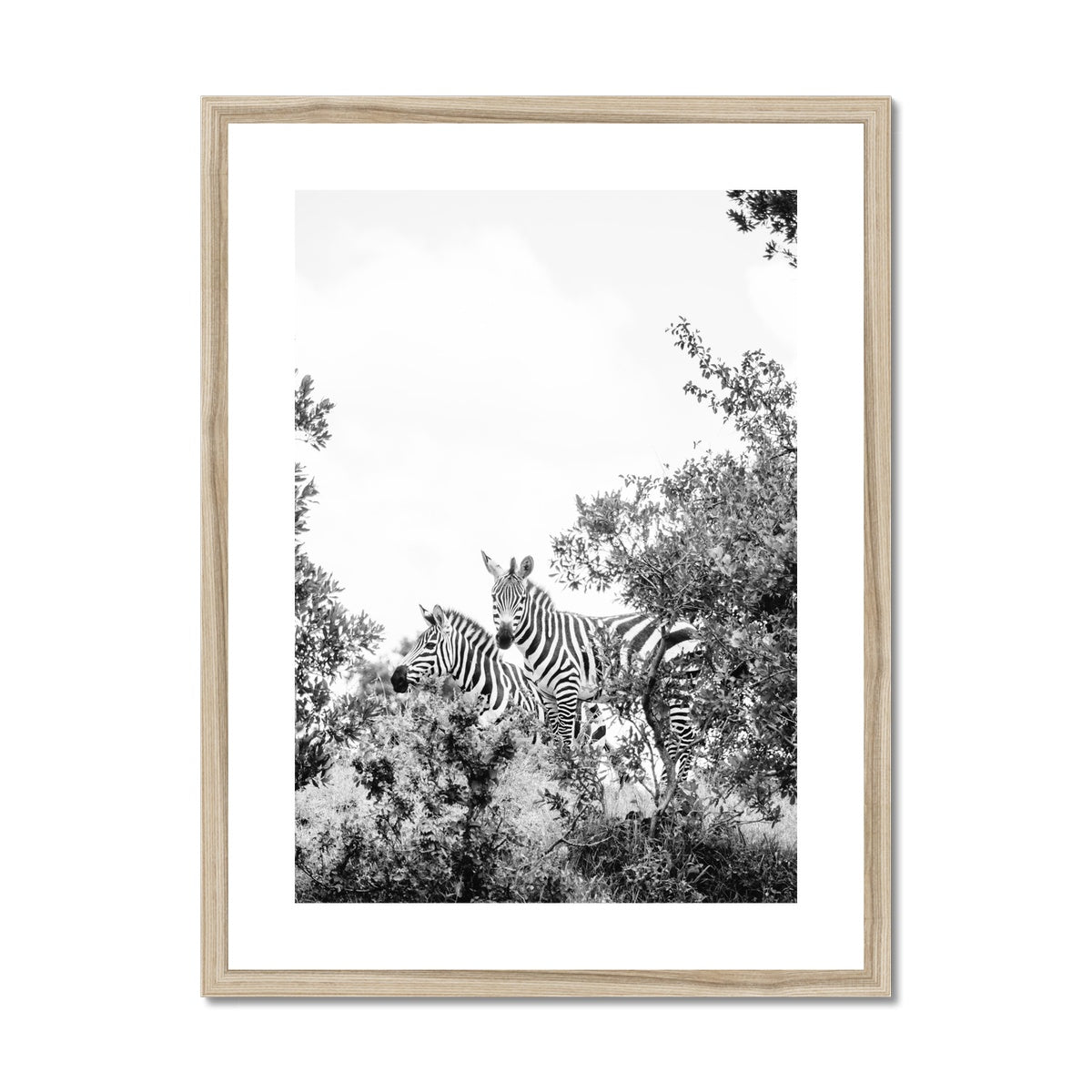 ZEBRAS BW Framed & Mounted Print