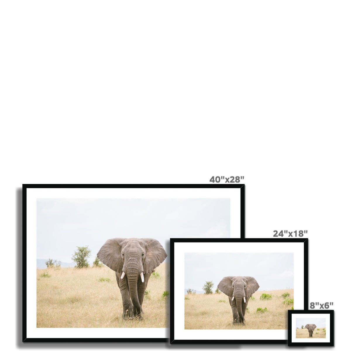 SOLO ELEPHANT Framed & Mounted Print