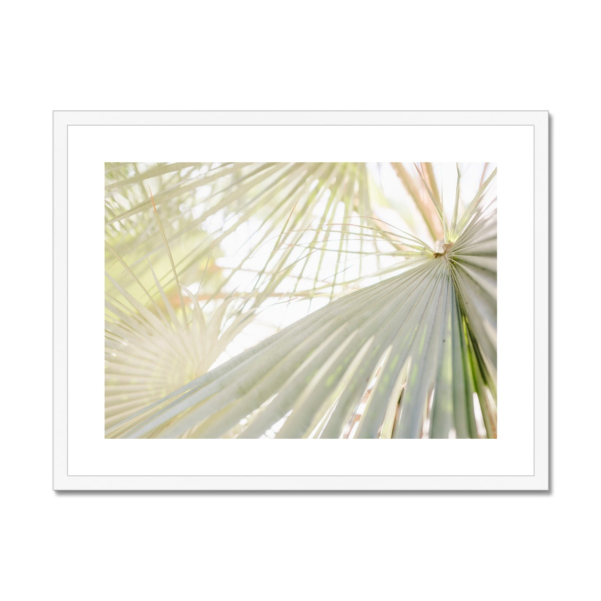 CALI PALMS II Framed & Mounted Print