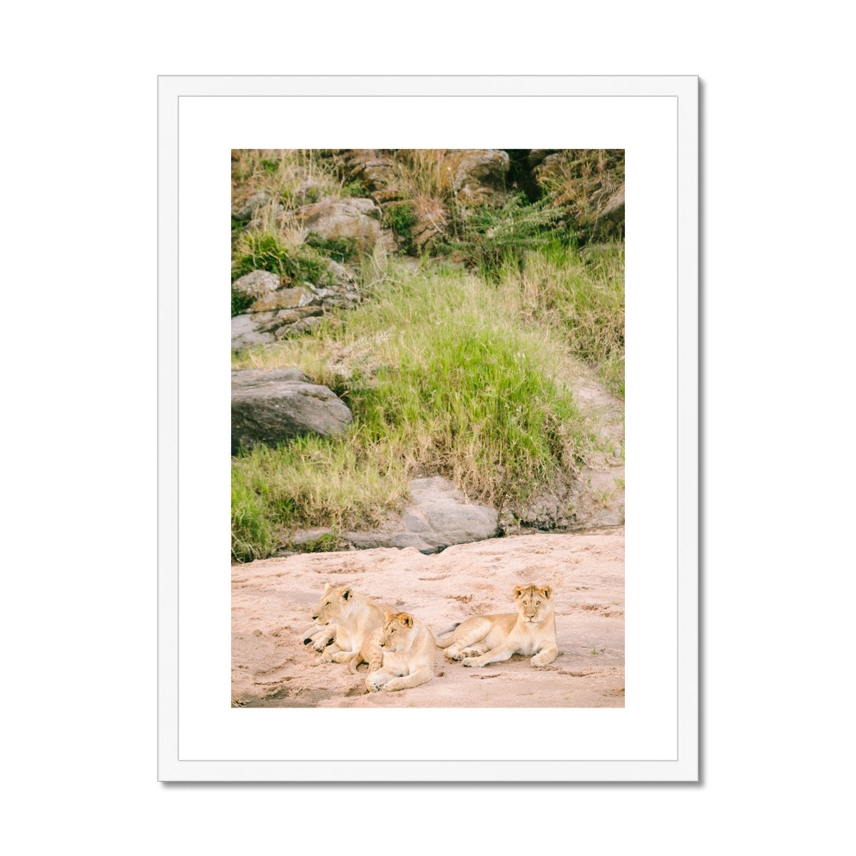 LION PRIDE Framed & Mounted Print