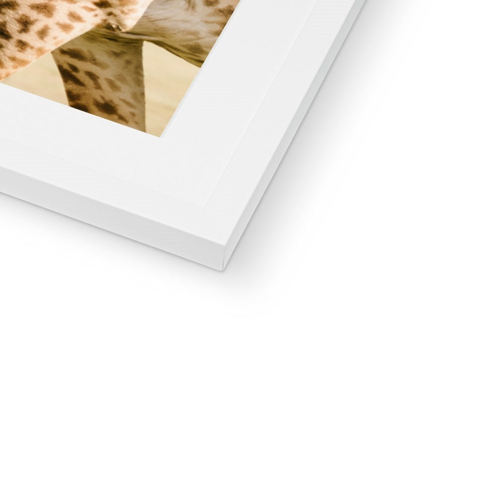 PEEPING GIRAFFES Framed & Mounted Print