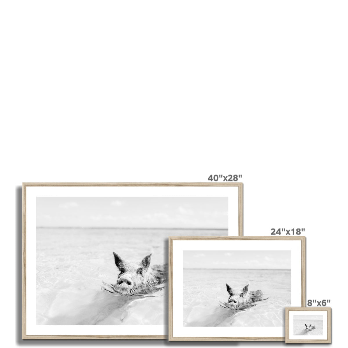 SWIMMING PIG BW Framed & Mounted Print