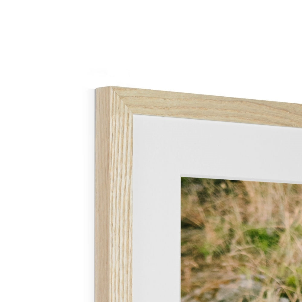 LION PRIDE Framed & Mounted Print