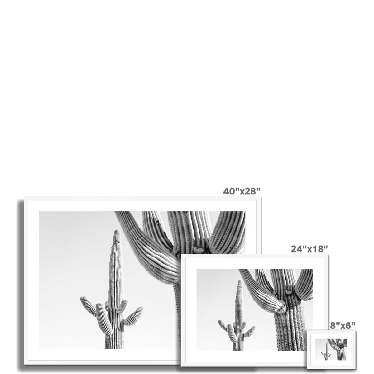SAGUARO II BW Framed & Mounted Print
