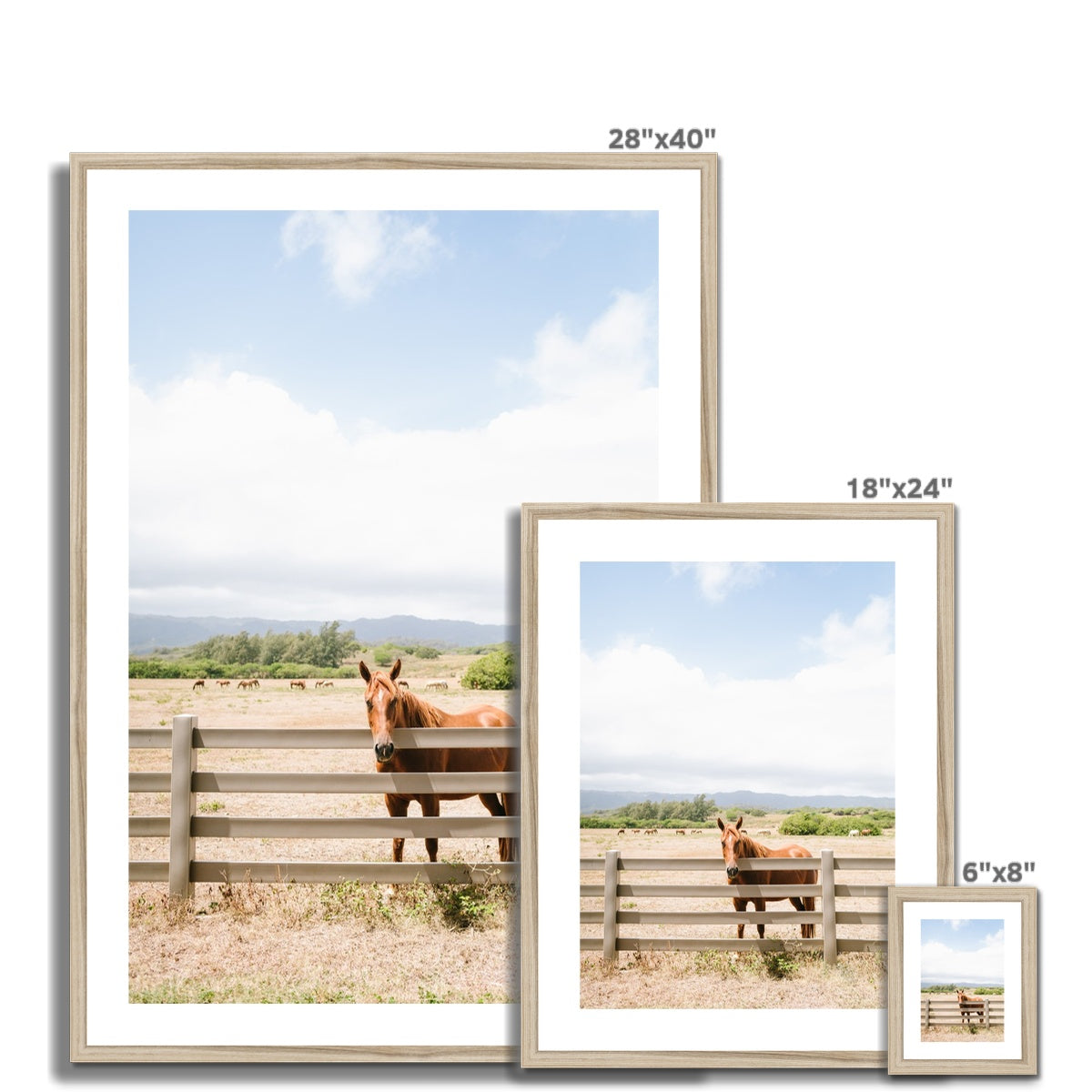 HAWAIIAN HORSE Framed & Mounted Print