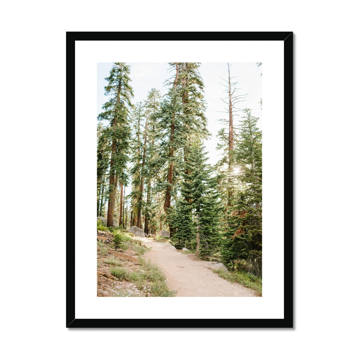 YOSEMITE FOREST Framed & Mounted Print