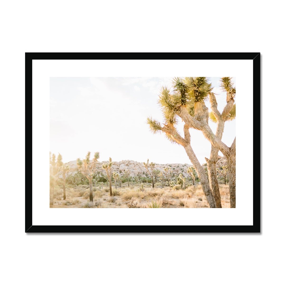 JOSHUA TREE IX Framed & Mounted Print