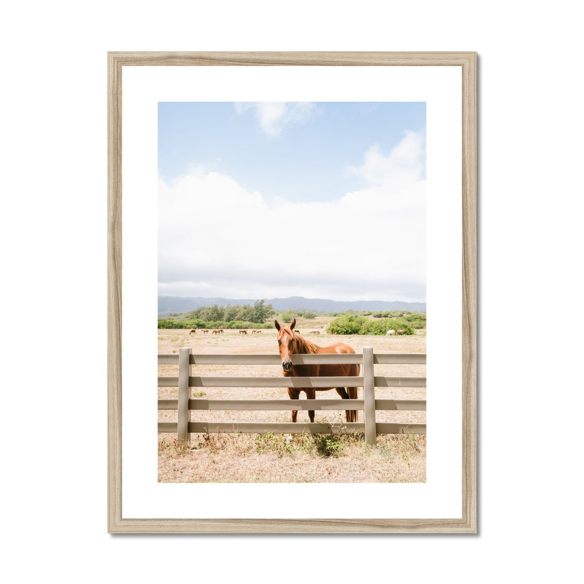 HAWAIIAN HORSE Framed & Mounted Print