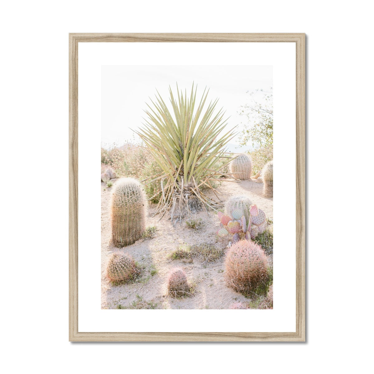 CACTUS III Framed & Mounted Print