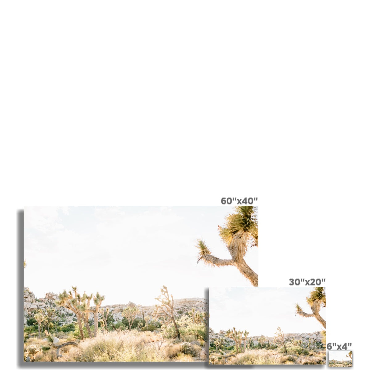 JOSHUA TREE II Fine Art Print