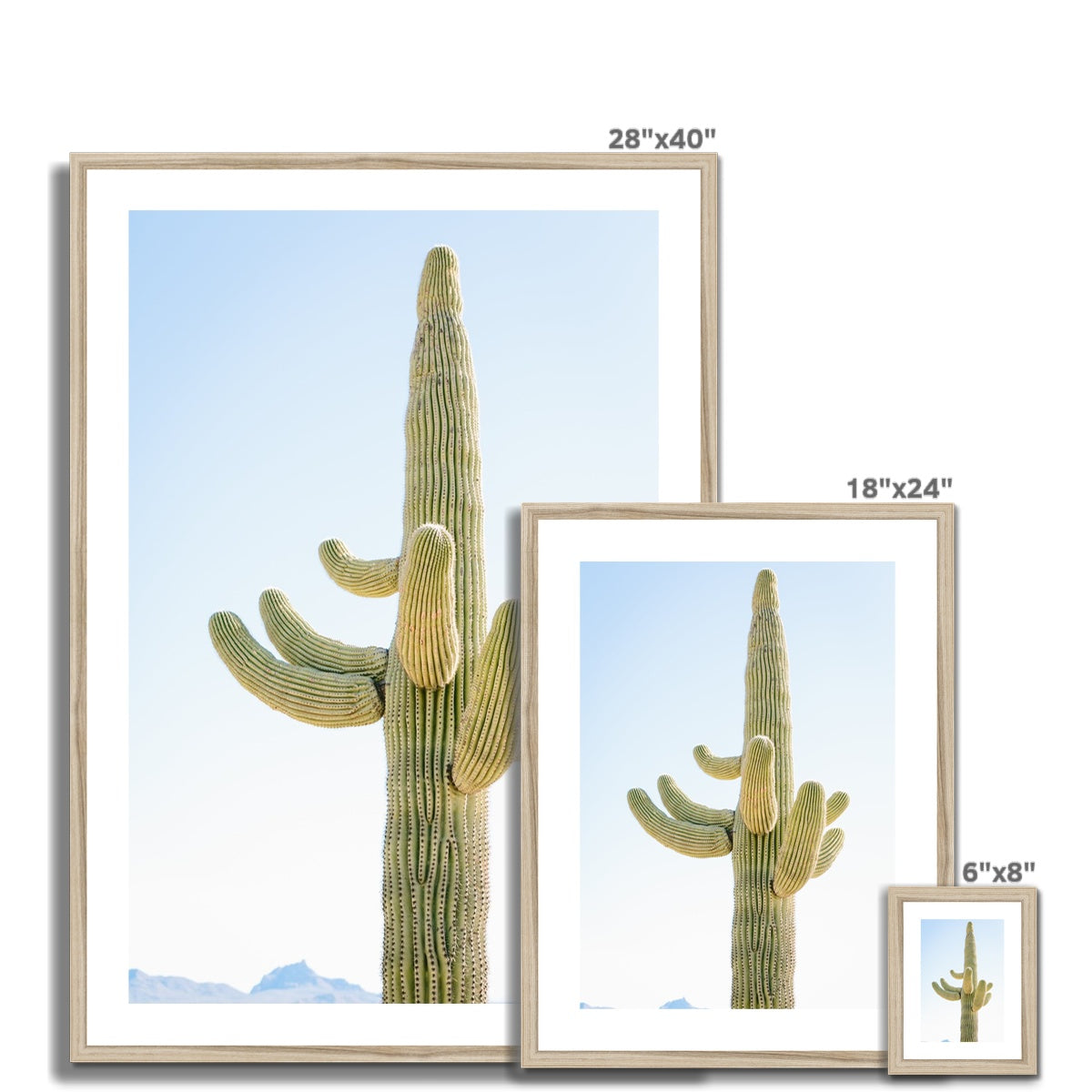 SAGUARO Framed & Mounted Print
