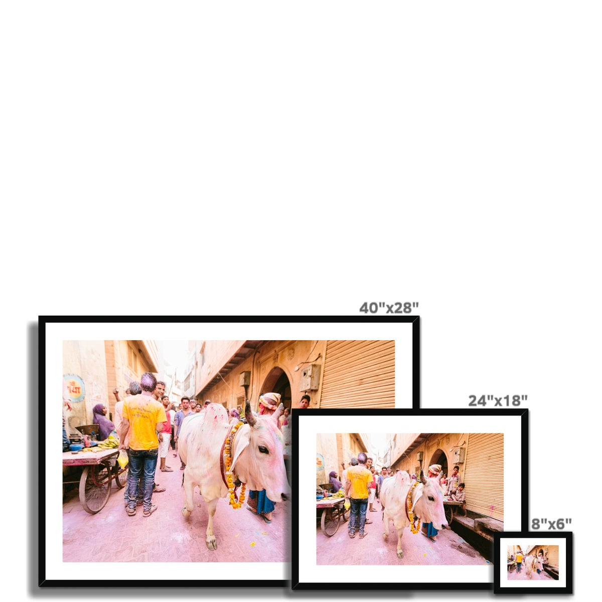 HOLI COW II Framed & Mounted Print