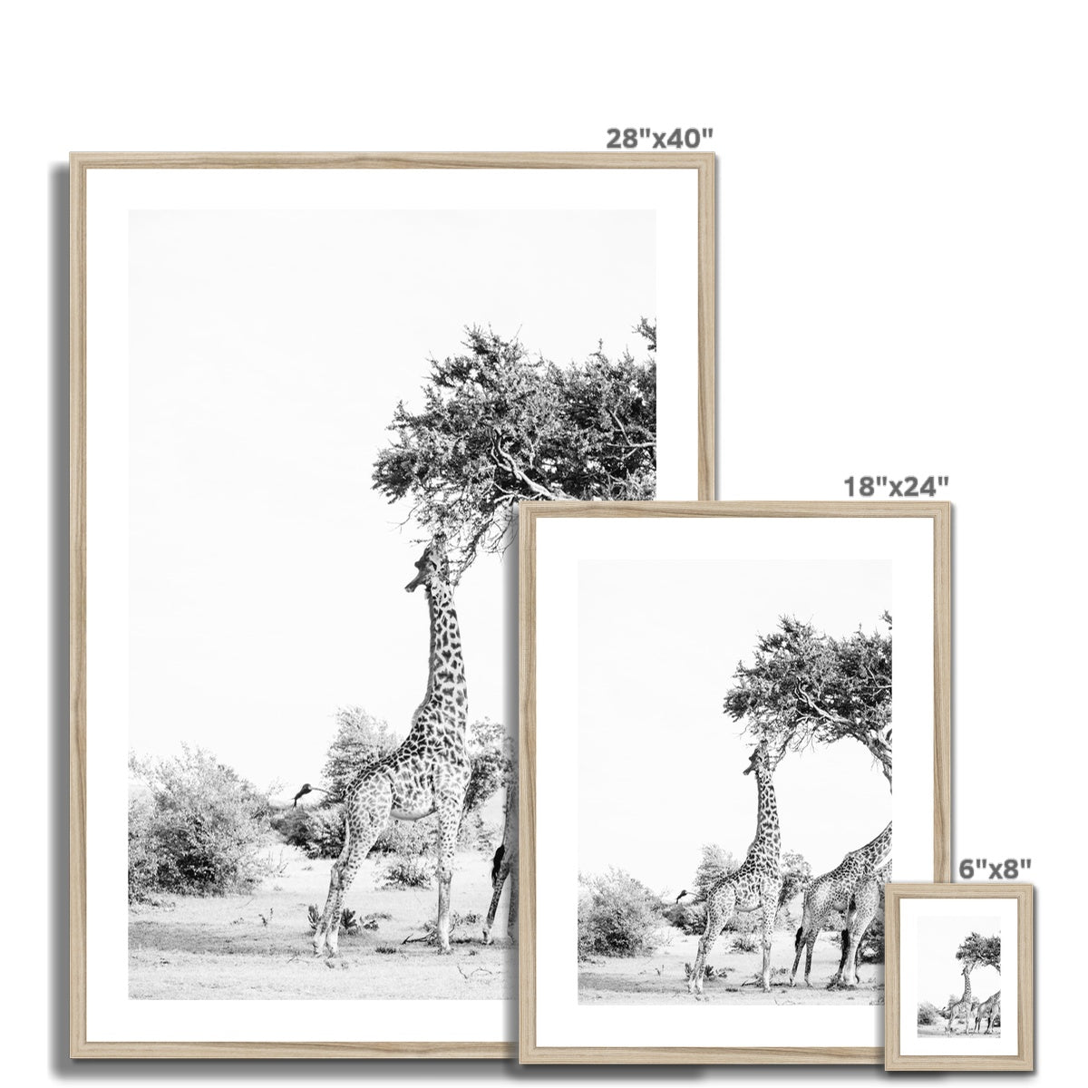 SNACKING GIRAFFE Framed & Mounted Print