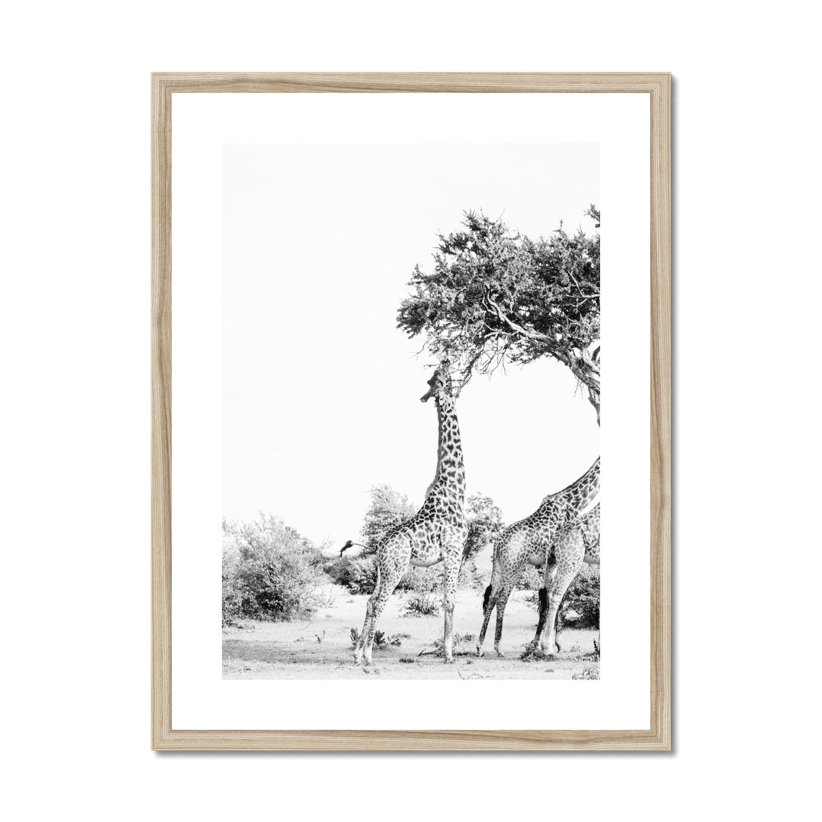 SNACKING GIRAFFE Framed & Mounted Print