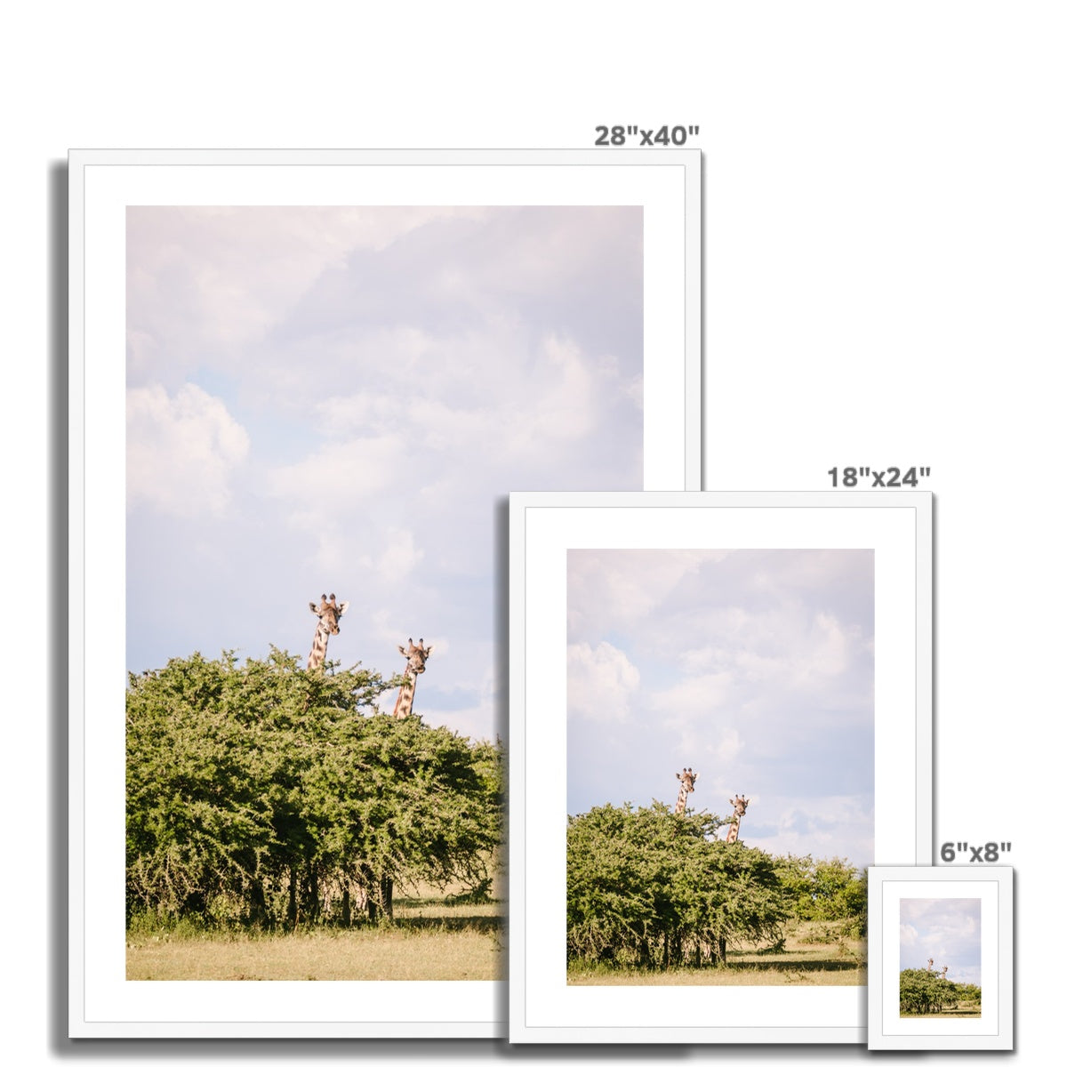 GIRAFFE SIGHTING Framed & Mounted Print