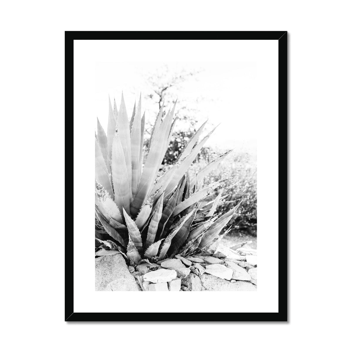 CACTUS BW Framed & Mounted Print