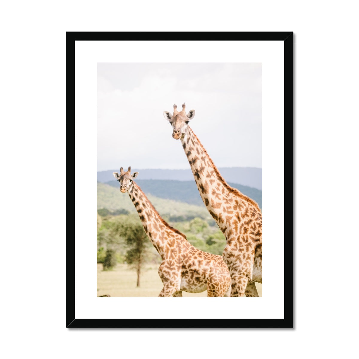 PEEPING GIRAFFES Framed & Mounted Print