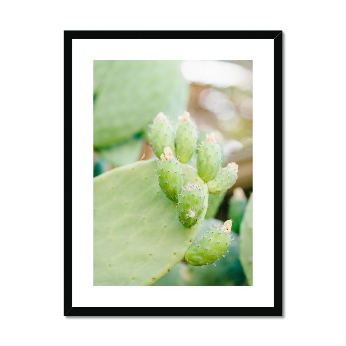 CACTUS II Framed & Mounted Print