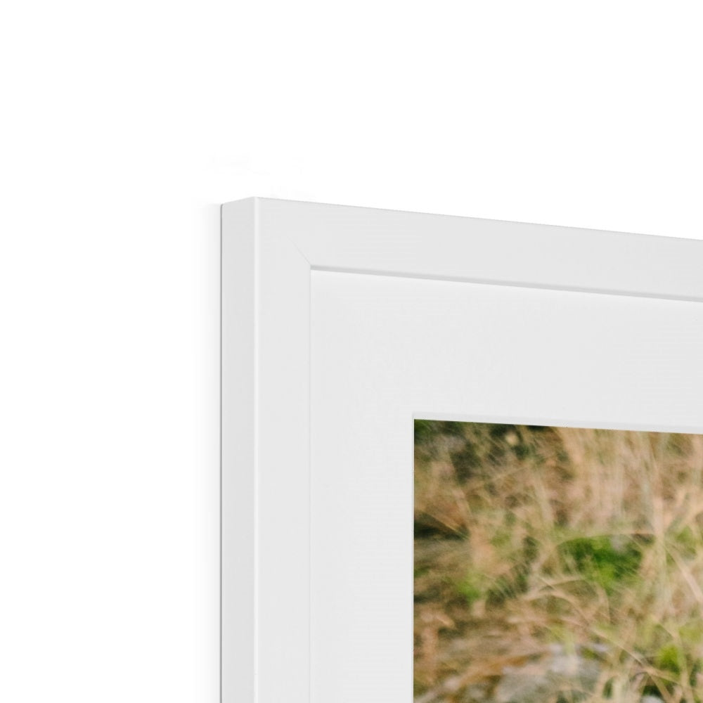 LION PRIDE Framed & Mounted Print