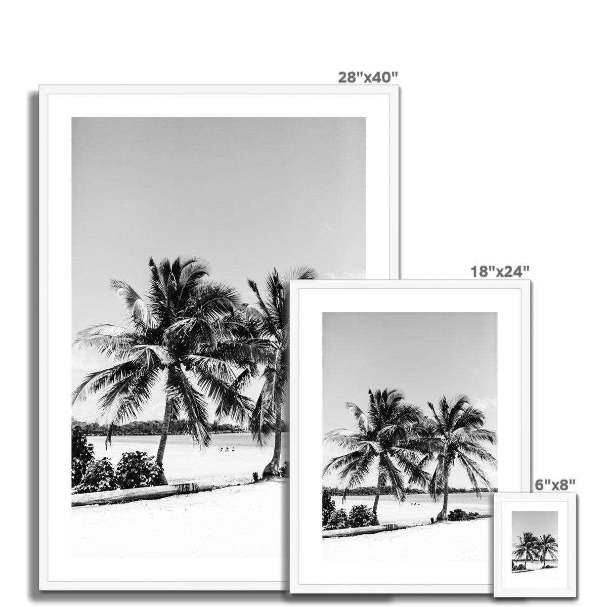 PALMS BW Framed & Mounted Print