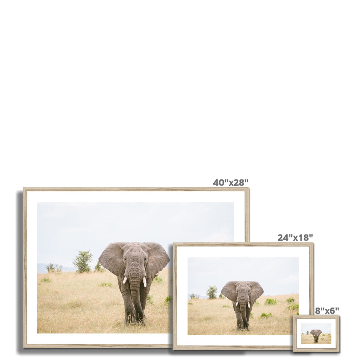 SOLO ELEPHANT Framed & Mounted Print