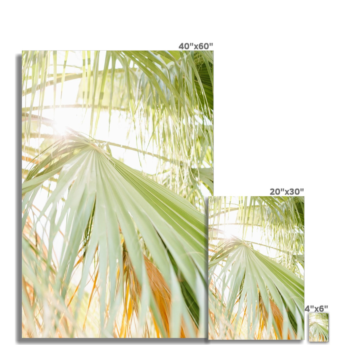 CALI PALMS Fine Art Print