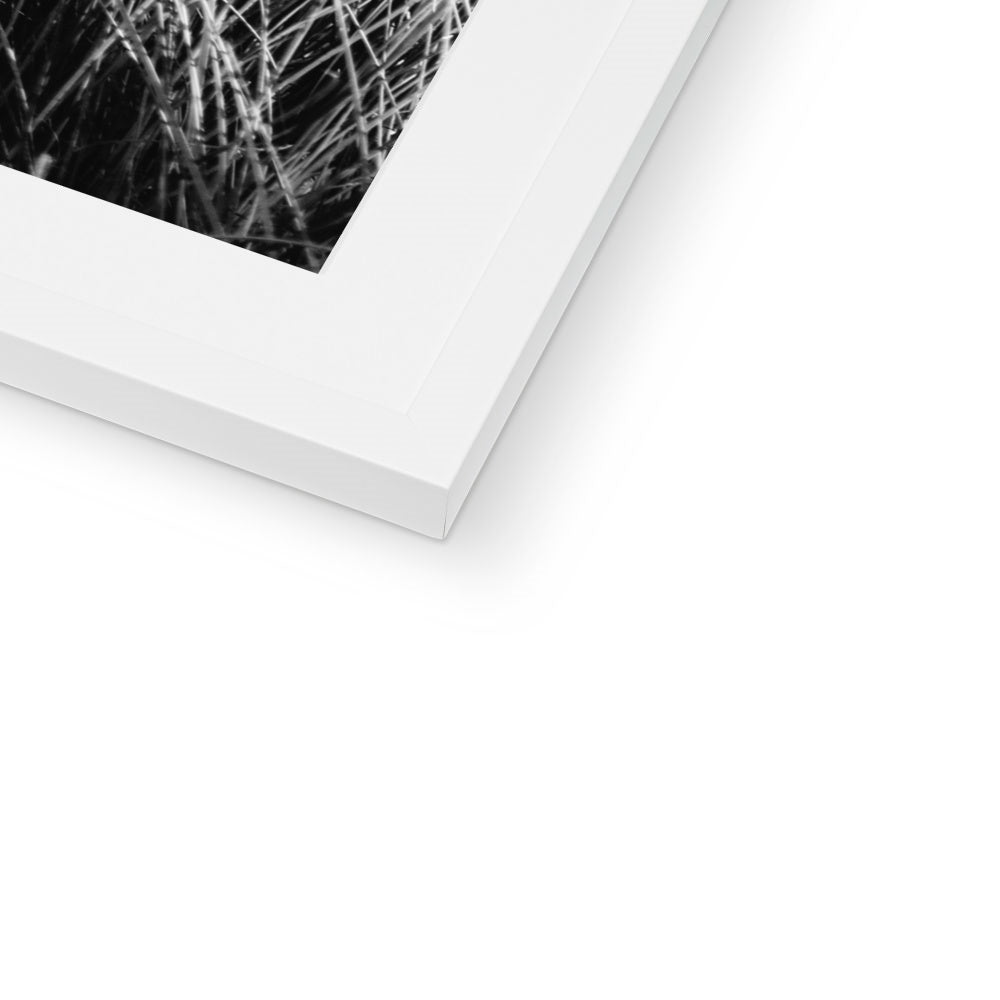 Sea Grass BW Framed & Mounted Print