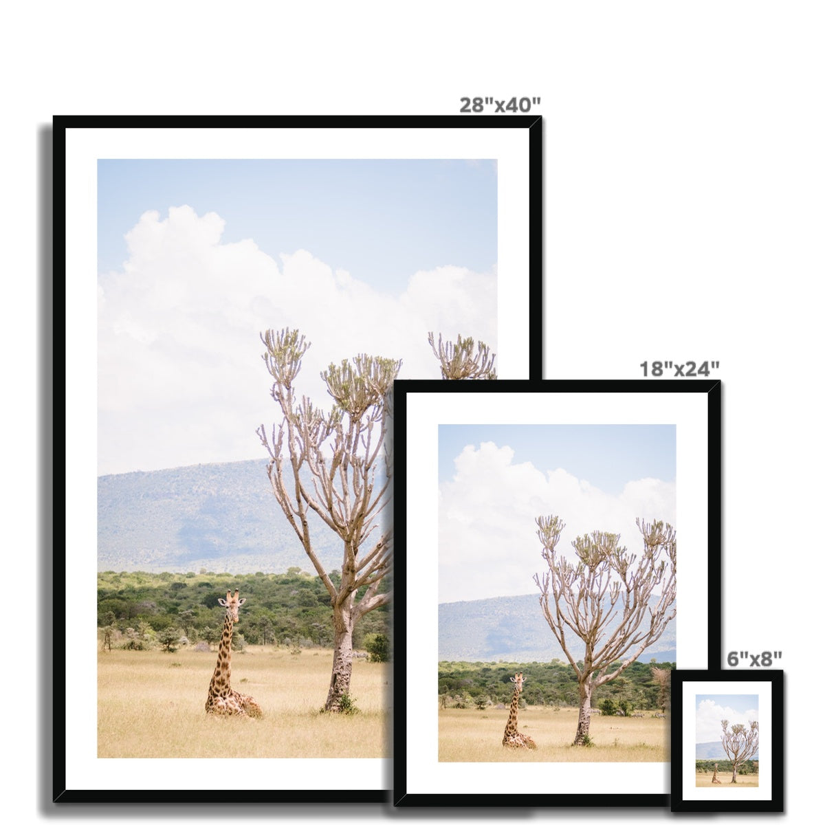 RESTING GIRAFFE Framed & Mounted Print