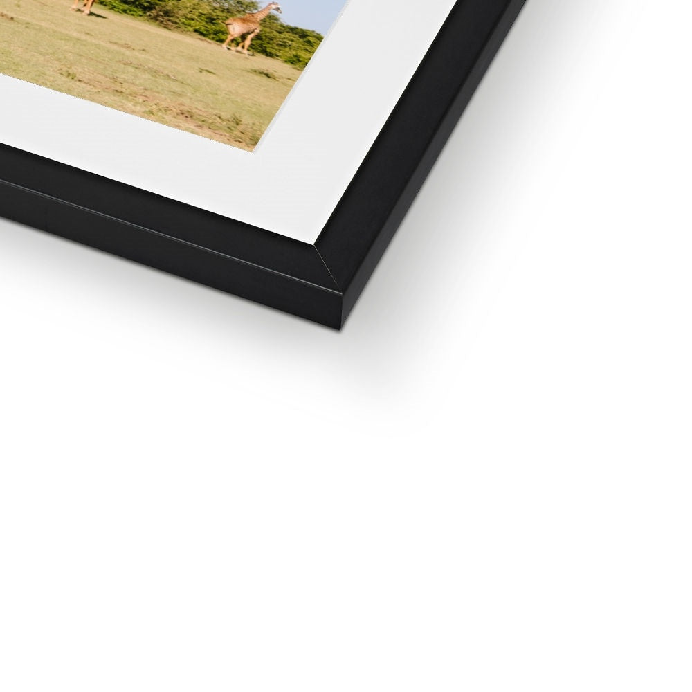 ROAMING GIRAFFES Framed & Mounted Print