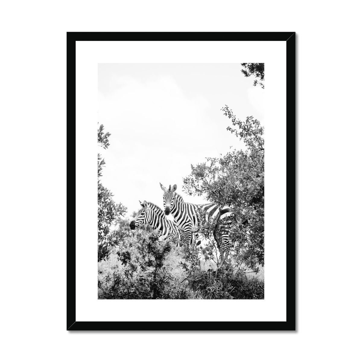 ZEBRAS BW Framed & Mounted Print