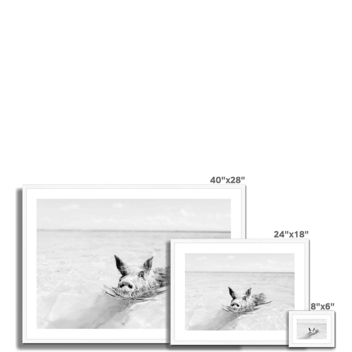 SWIMMING PIG BW Framed & Mounted Print