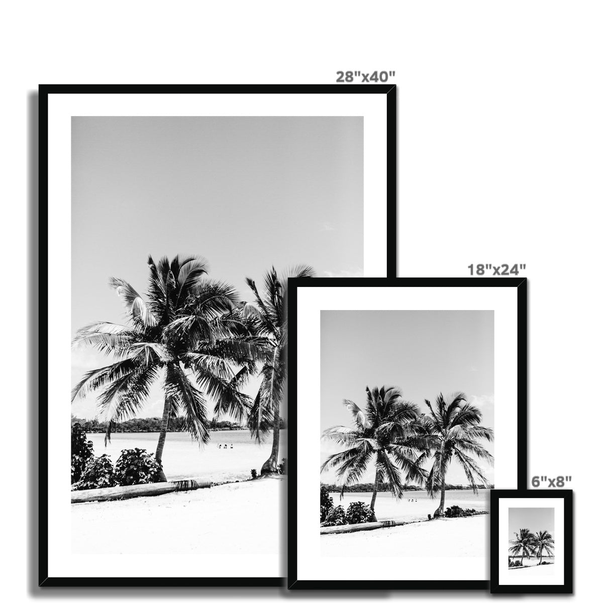 PALMS BW Framed & Mounted Print