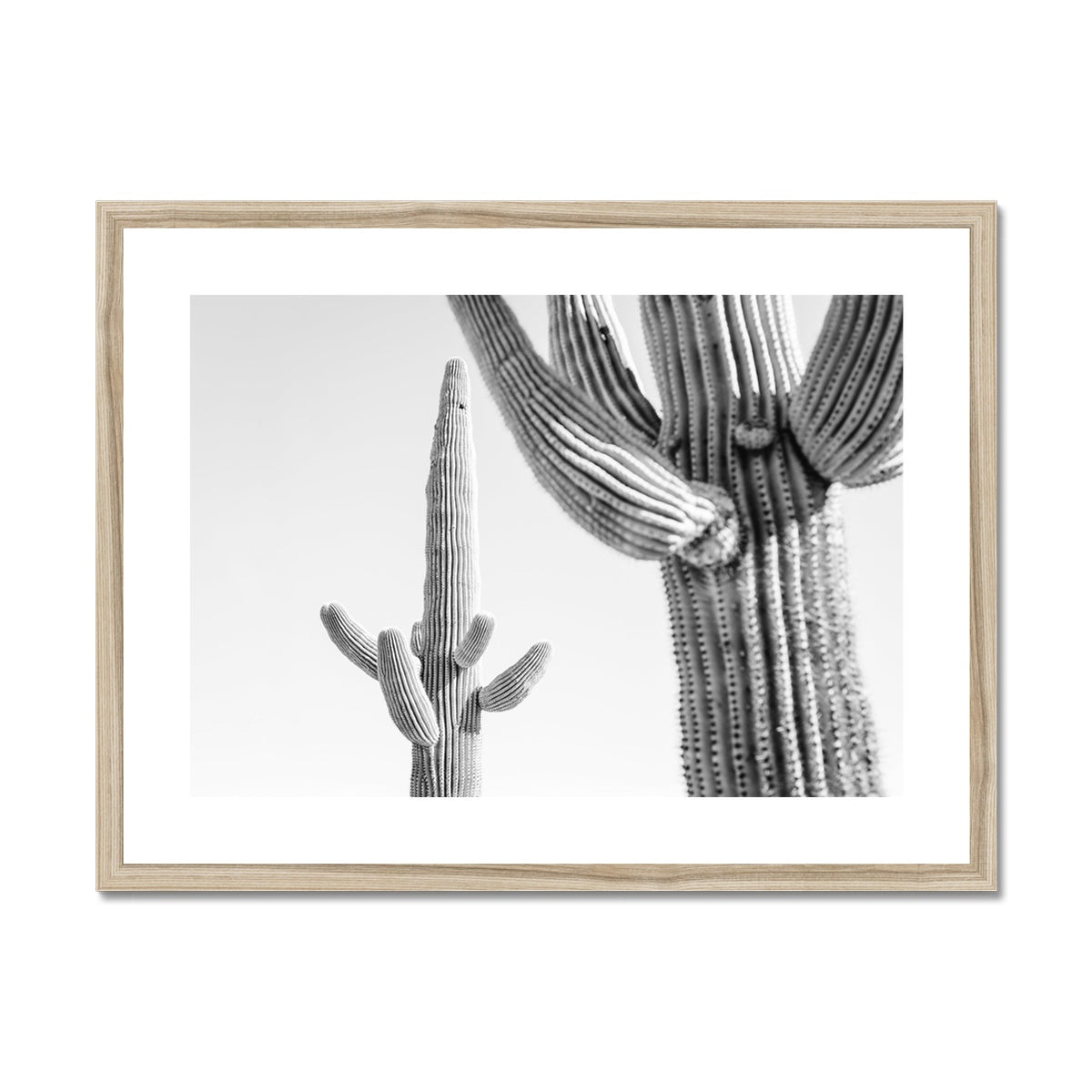 SAGUARO II BW Framed & Mounted Print