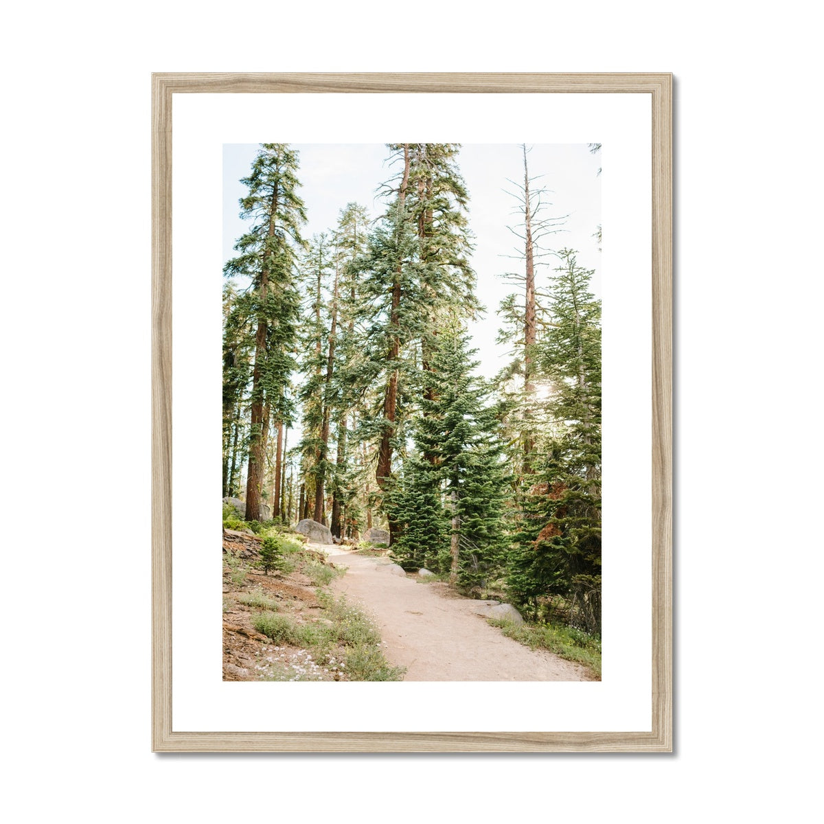 YOSEMITE FOREST Framed & Mounted Print