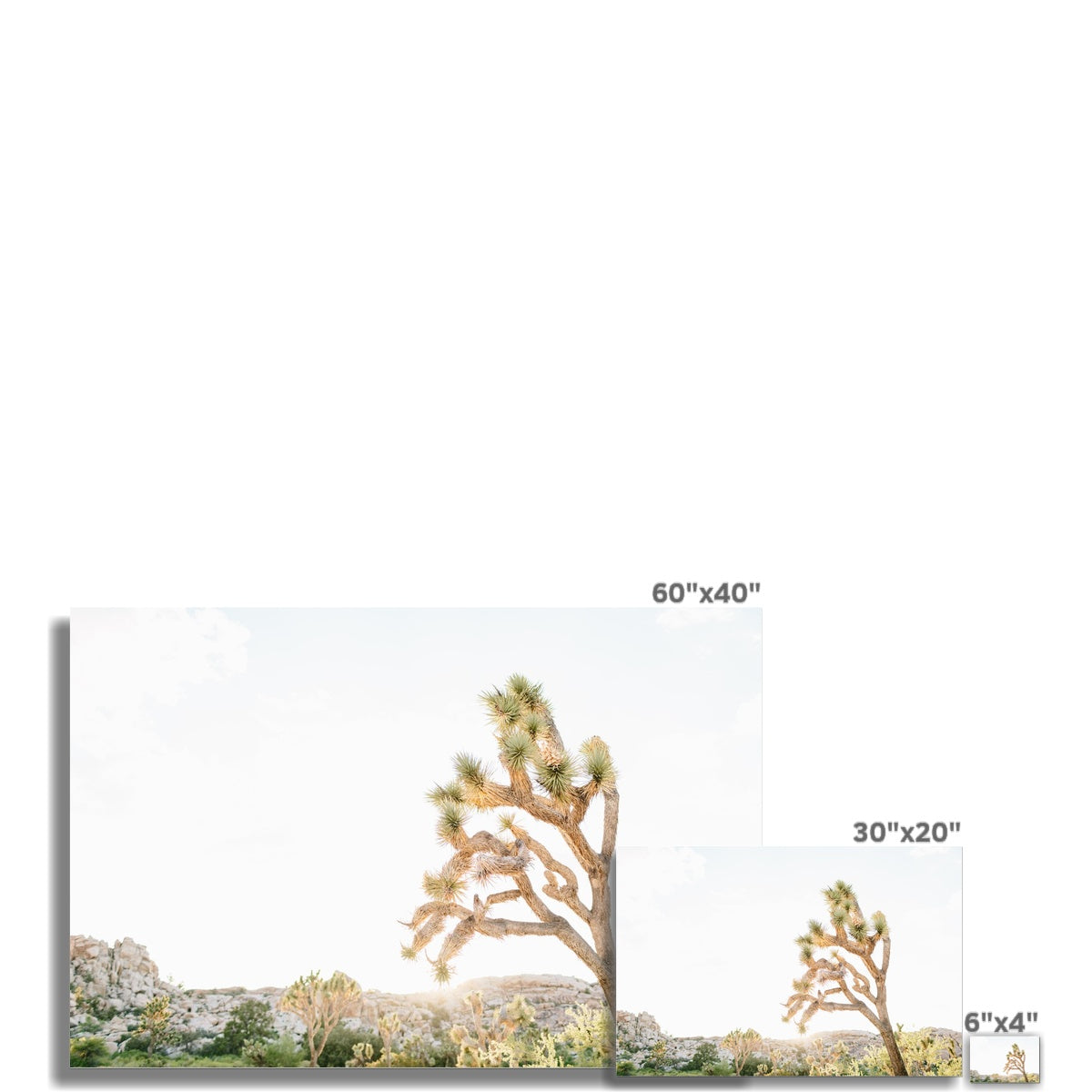 JOSHUA TREE V Fine Art Print