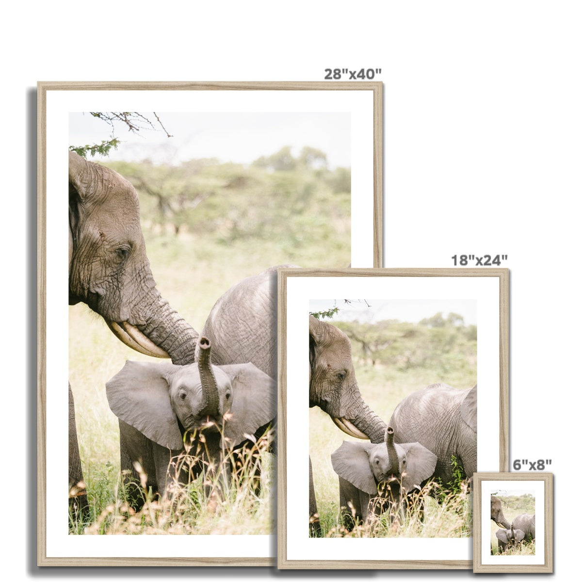 BABY ELEPHANT Framed & Mounted Print