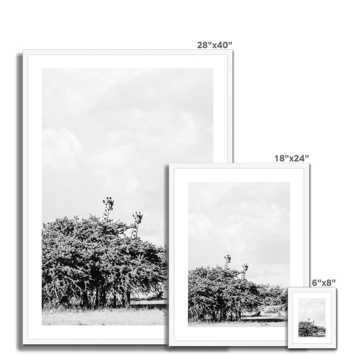 GIRAFFE SIGHTING BW Framed & Mounted Print