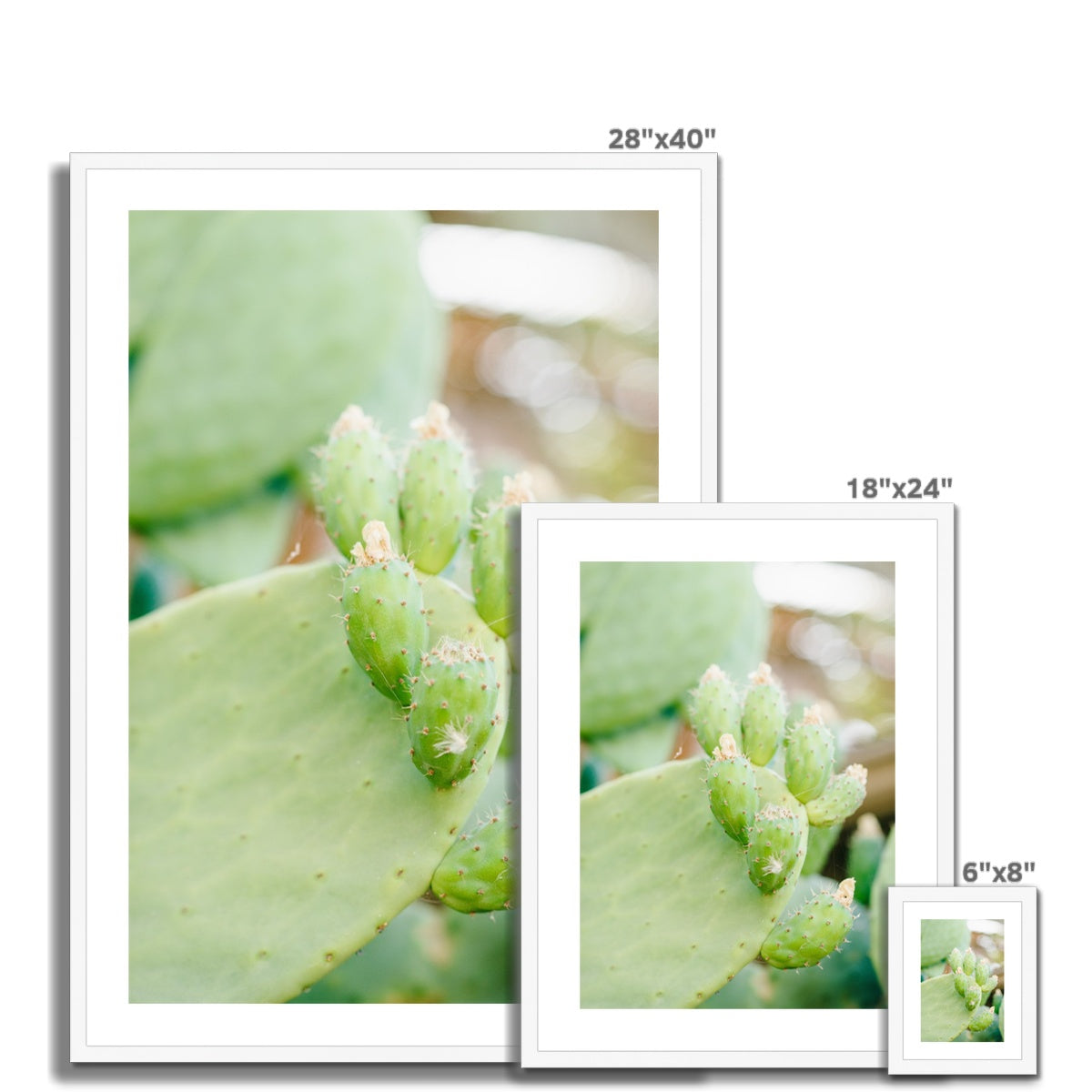 CACTUS II Framed & Mounted Print