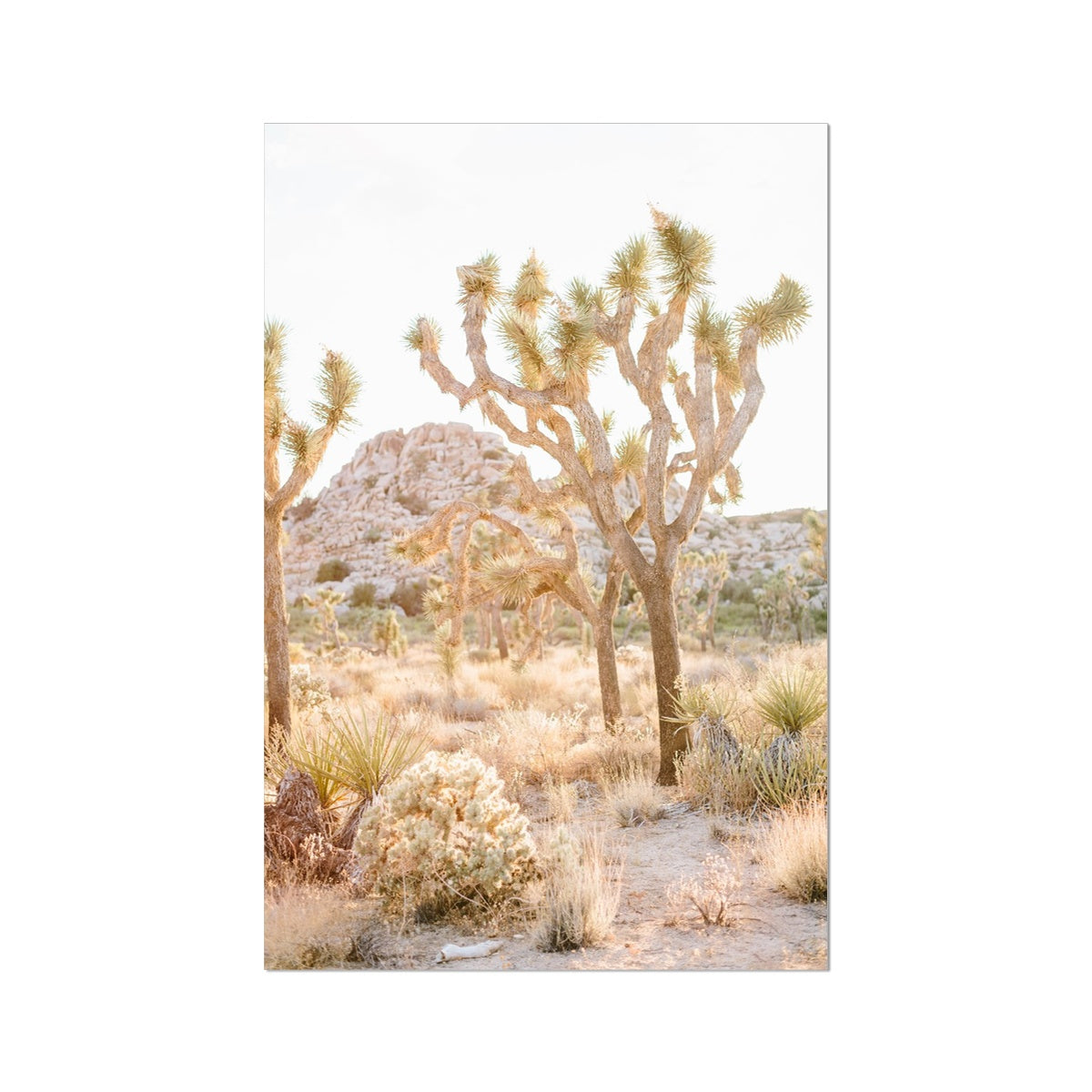JOSHUA TREE Fine Art Print