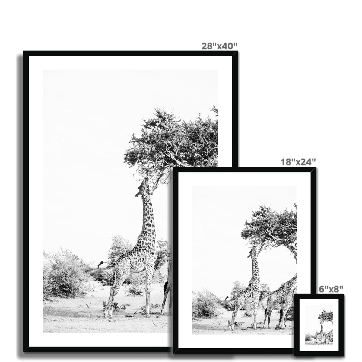 SNACKING GIRAFFE Framed & Mounted Print