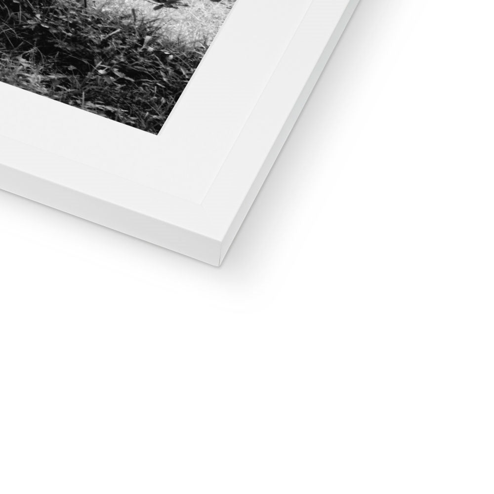 ZEBRAS BW Framed & Mounted Print