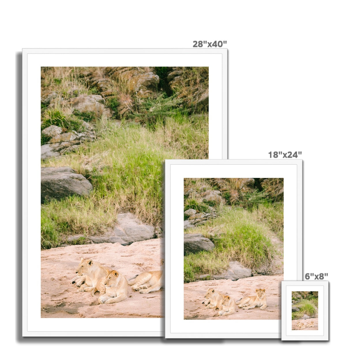 LION PRIDE Framed & Mounted Print