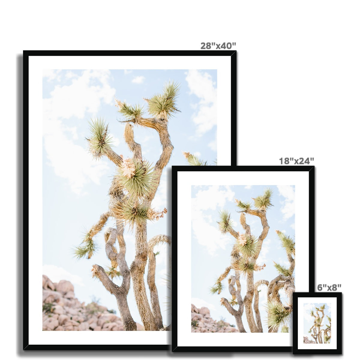 JOSHUA TREE UP CLOSE Framed & Mounted Print
