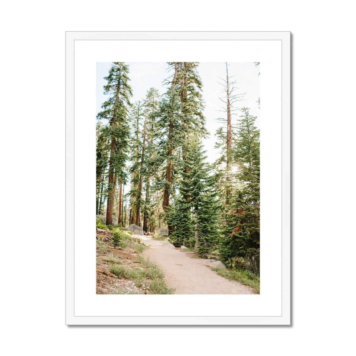 YOSEMITE FOREST Framed & Mounted Print