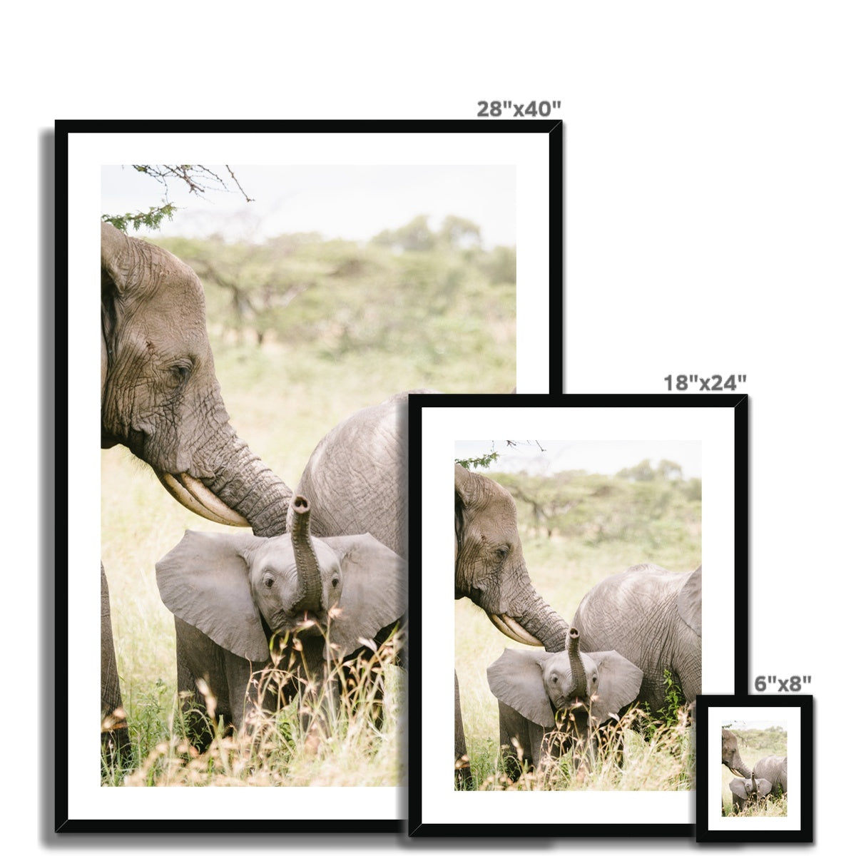 BABY ELEPHANT Framed & Mounted Print