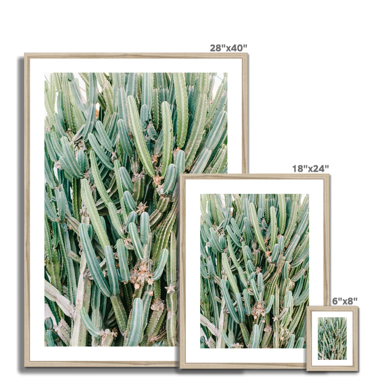 CACTUS IV Framed & Mounted Print