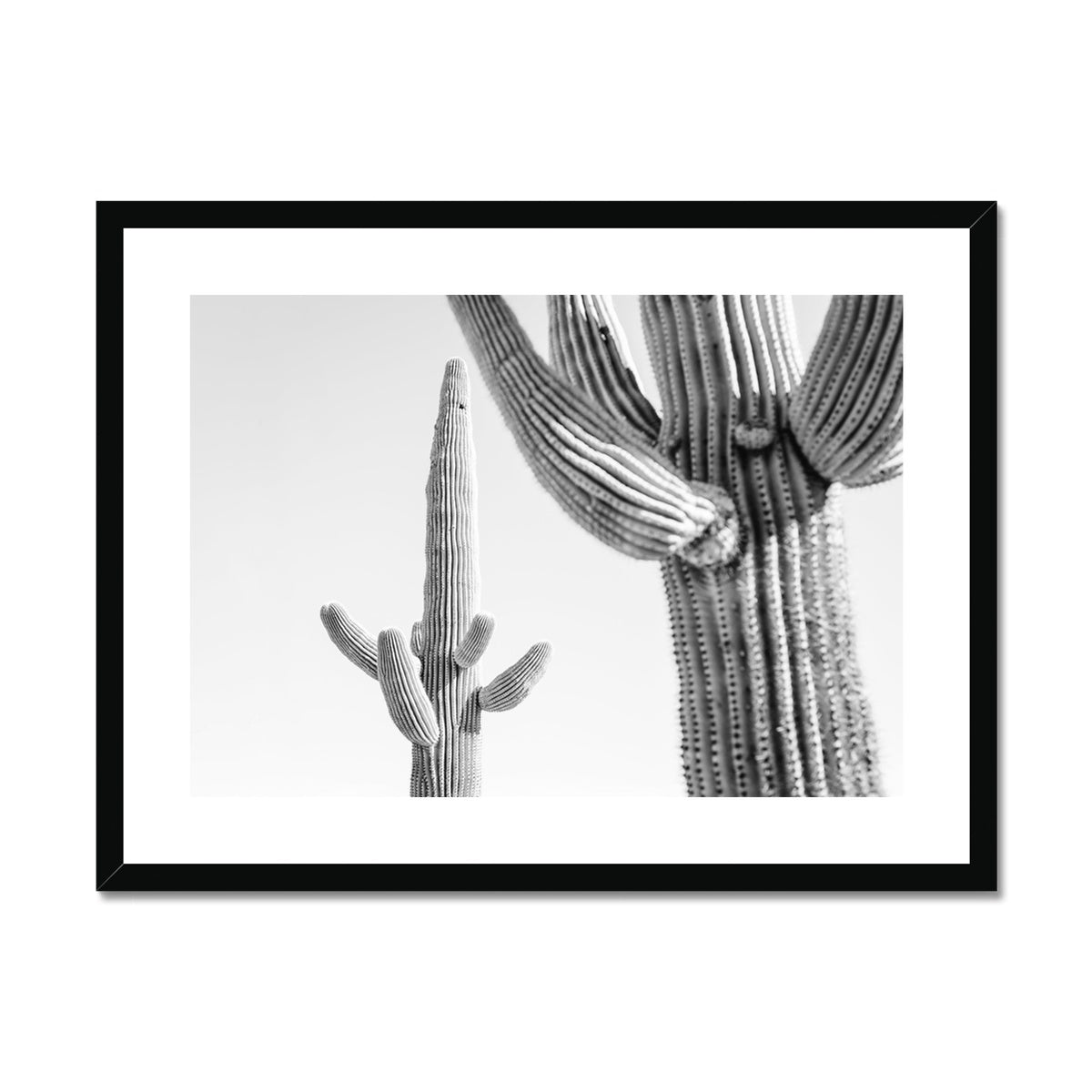 SAGUARO II BW Framed & Mounted Print