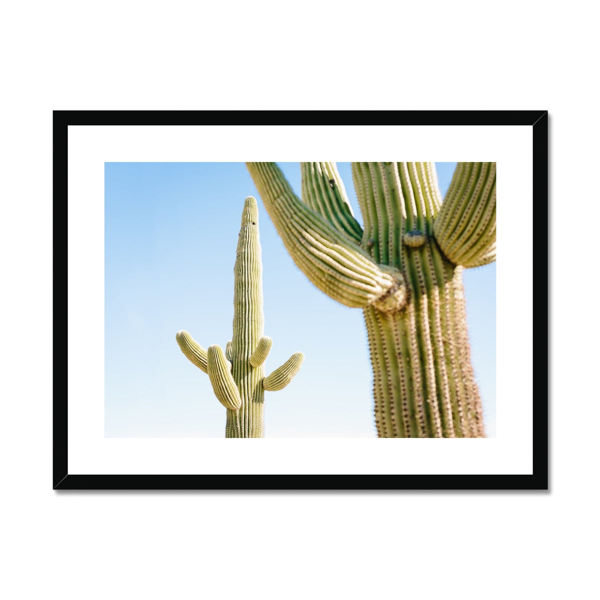 SAGUARO II Framed & Mounted Print