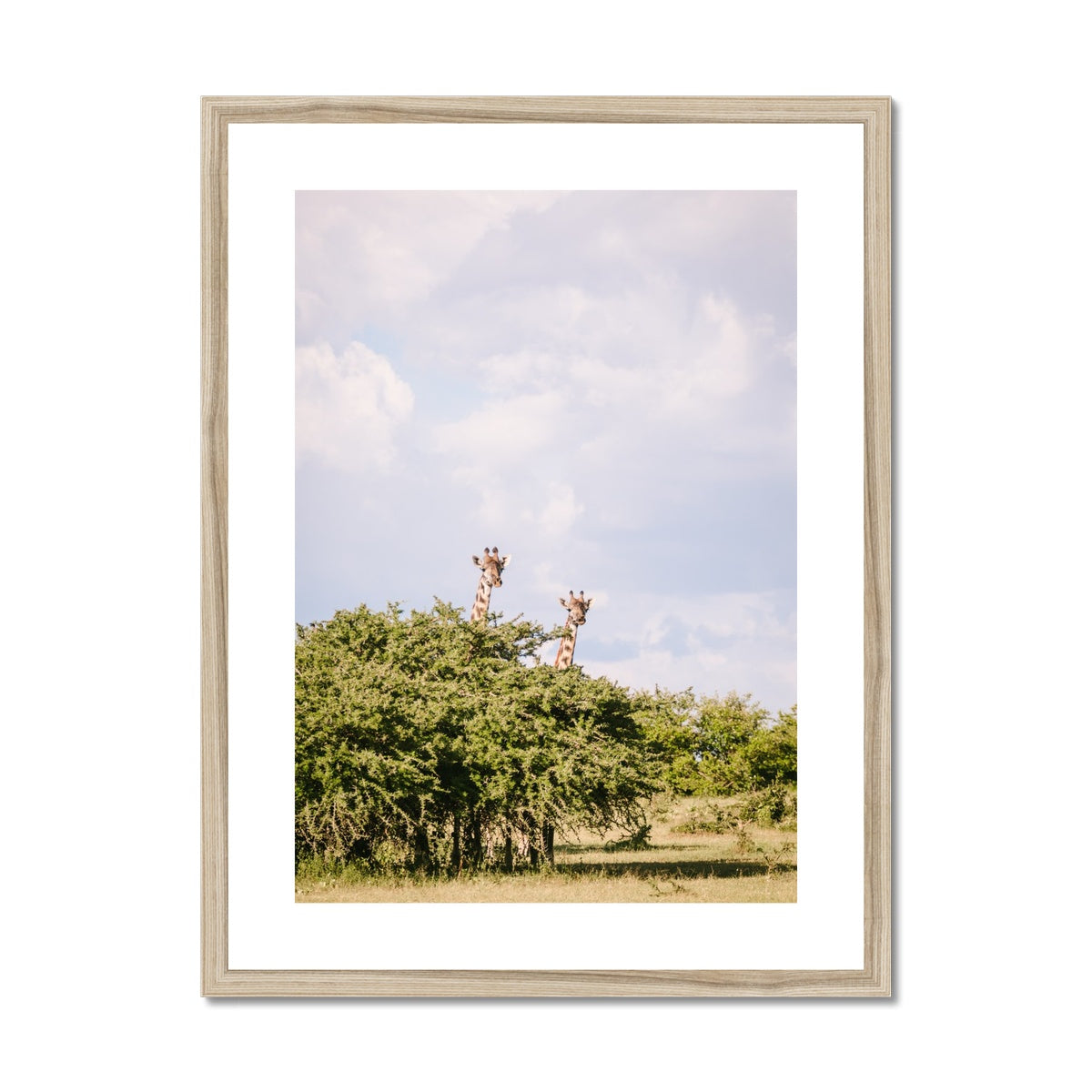 GIRAFFE SIGHTING Framed & Mounted Print